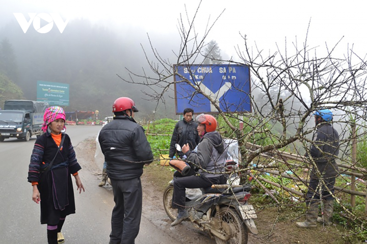 'Đào vùng cao xuống phố thực chất được trồng trong vườn, không phải đào rừng' - 1