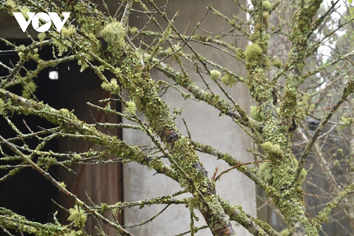 'Đào vùng cao xuống phố thực chất được trồng trong vườn, không phải đào rừng' - 3