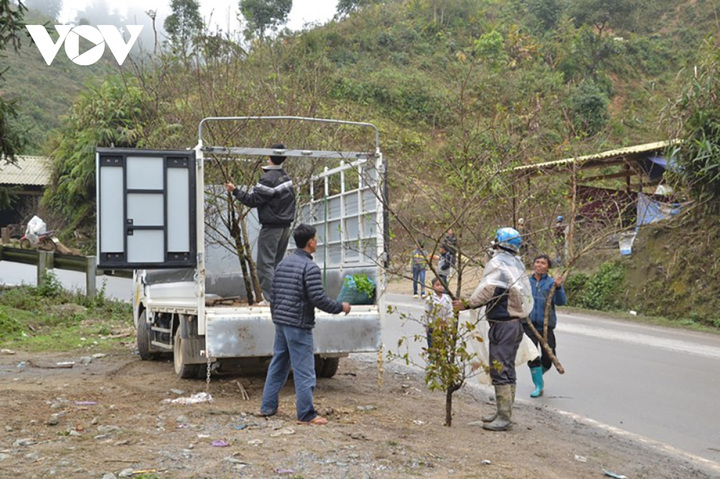 'Đào vùng cao xuống phố thực chất được trồng trong vườn, không phải đào rừng' - 4