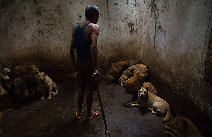 Loạt ảnh gây đau lòng về nỗi thống khổ cùng cực của động vật - 1