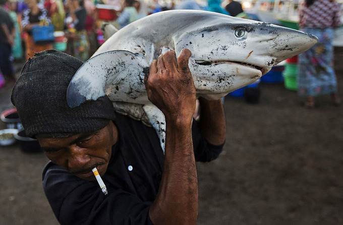 Loạt ảnh gây đau lòng về nỗi thống khổ cùng cực của động vật - 10