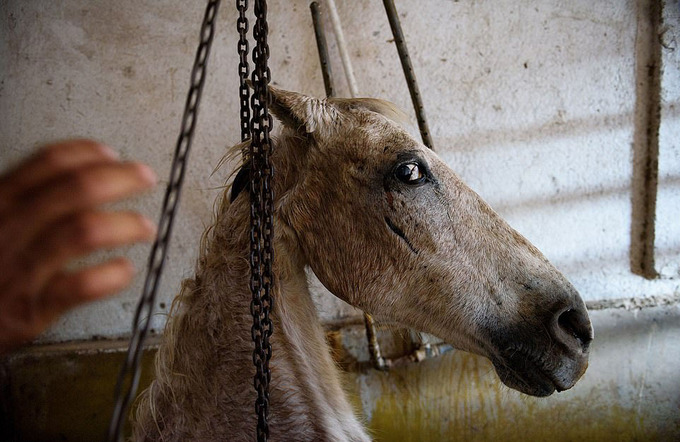 Loạt ảnh gây đau lòng về nỗi thống khổ cùng cực của động vật - 2