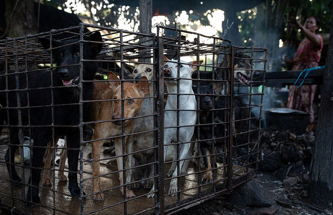 Loạt ảnh gây đau lòng về nỗi thống khổ cùng cực của động vật - 3