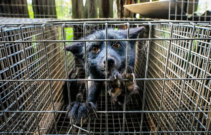 Loạt ảnh gây đau lòng về nỗi thống khổ cùng cực của động vật - 8