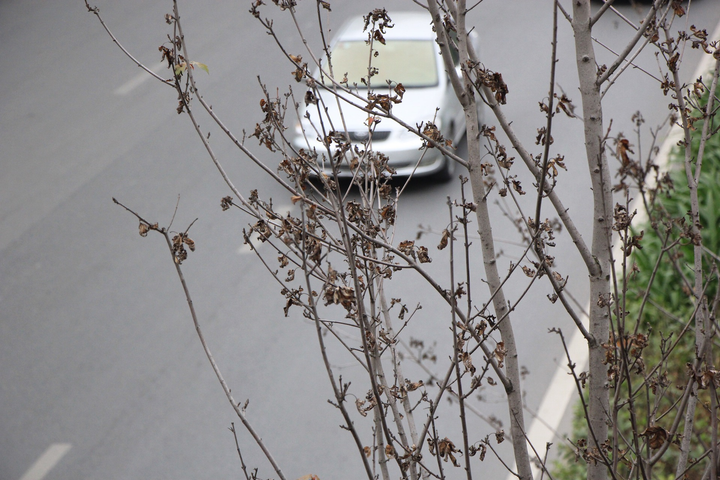 Công ty Công viên cây xanh Hà Nội: 'Phong lá đỏ chết là chuyện bình thường' - 1
