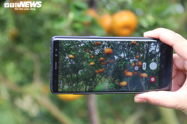 Thích thú với vườn quýt hồng căng tròn, trĩu quả ở miền Tây - 4