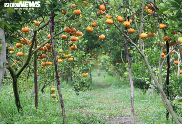 Thích thú với vườn quýt hồng căng tròn, trĩu quả ở miền Tây - 1