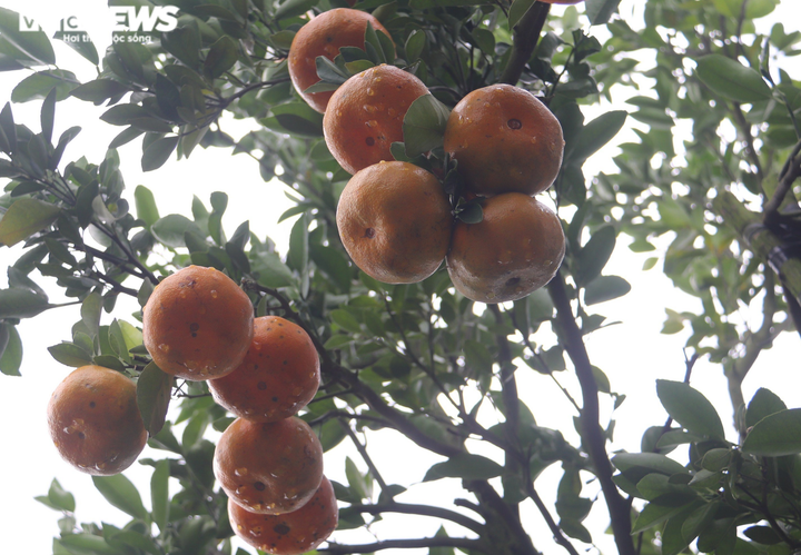 Thích thú với vườn quýt hồng căng tròn, trĩu quả ở miền Tây - 5