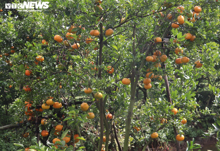 Thích thú với vườn quýt hồng căng tròn, trĩu quả ở miền Tây - 6