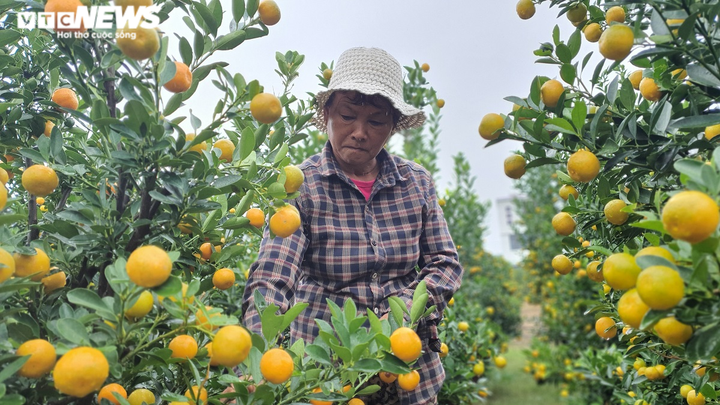 Ảnh: Thủ phủ quất cảnh miền Trung vào vụ Tết, nông dân mỏi mắt chờ thương lái - 3