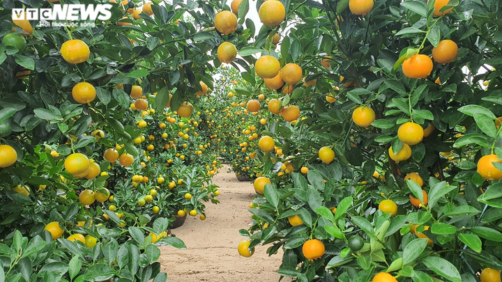 Ảnh: Thủ phủ quất cảnh miền Trung vào vụ Tết, nông dân mỏi mắt chờ thương lái - 8