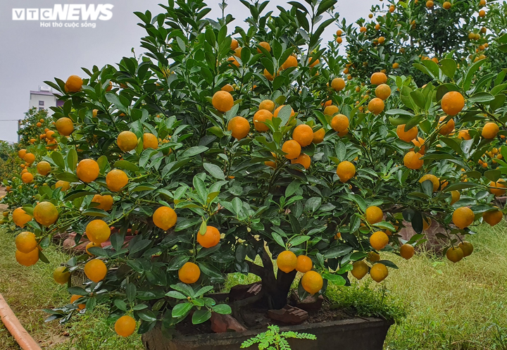 Ảnh: Thủ phủ quất cảnh miền Trung vào vụ Tết, nông dân mỏi mắt chờ thương lái - 10