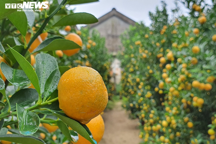 Ảnh: Thủ phủ quất cảnh miền Trung vào vụ Tết, nông dân mỏi mắt chờ thương lái - 5