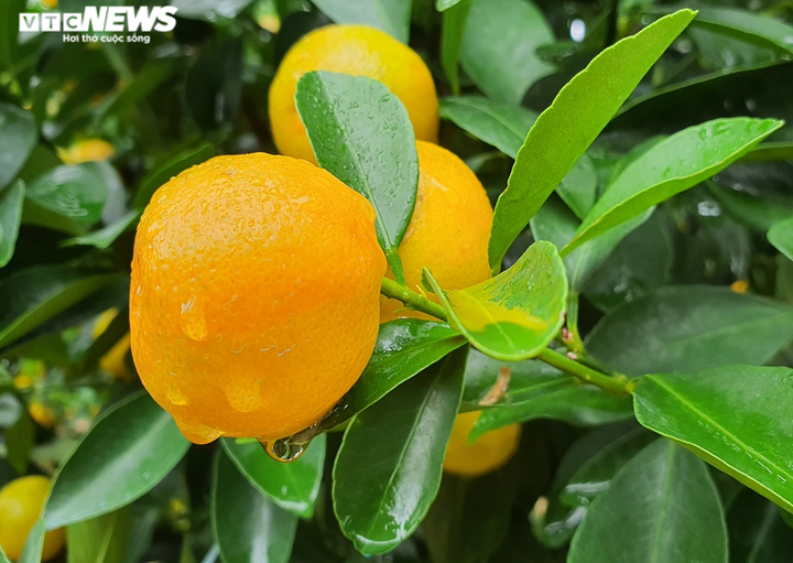 Ảnh: Thủ phủ quất cảnh miền Trung vào vụ Tết, nông dân mỏi mắt chờ thương lái - 9