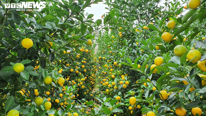 Ảnh: Thủ phủ quất cảnh miền Trung vào vụ Tết, nông dân mỏi mắt chờ thương lái - 1