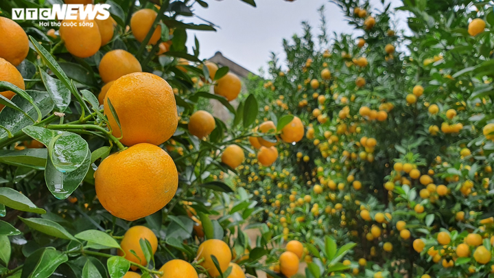 Ảnh: Thủ phủ quất cảnh miền Trung vào vụ Tết, nông dân mỏi mắt chờ thương lái - 2