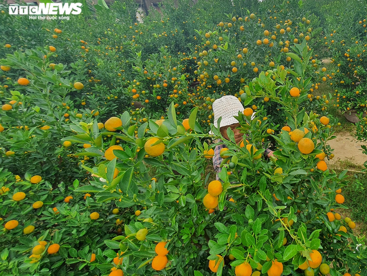 Ảnh: Thủ phủ quất cảnh miền Trung vào vụ Tết, nông dân mỏi mắt chờ thương lái - 7