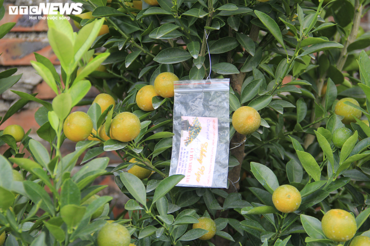 Chưa đến Tết Tân Sửu, quất bonsai trĩu quả đã đắt hàng - 7