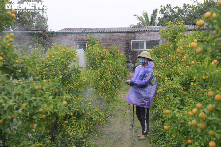 Chưa đến Tết Tân Sửu, quất bonsai trĩu quả đã đắt hàng - 9