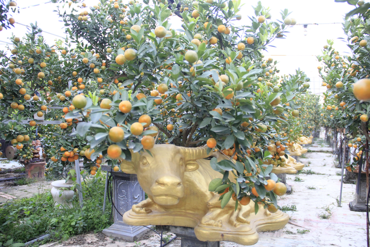 Chưa đến Tết Tân Sửu, quất bonsai trĩu quả đã đắt hàng - 2
