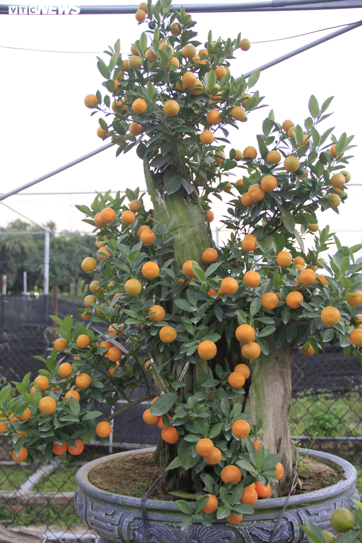 Chưa đến Tết Tân Sửu, quất bonsai trĩu quả đã đắt hàng - 12