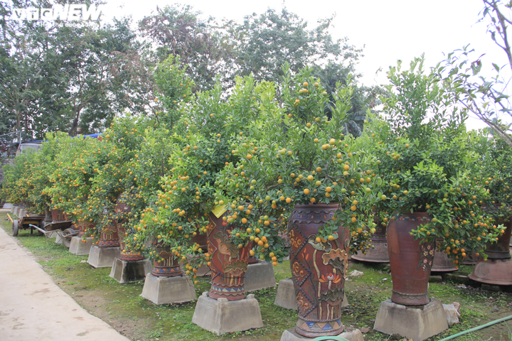 Chưa đến Tết Tân Sửu, quất bonsai trĩu quả đã đắt hàng - 8