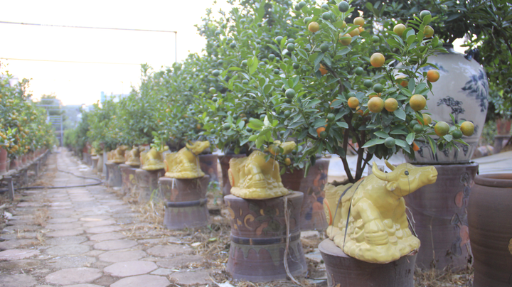Chưa đến Tết Tân Sửu, quất bonsai trĩu quả đã đắt hàng - 3