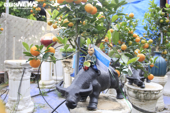 Chưa đến Tết Tân Sửu, quất bonsai trĩu quả đã đắt hàng - 6