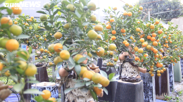 Chưa đến Tết Tân Sửu, quất bonsai trĩu quả đã đắt hàng - 11