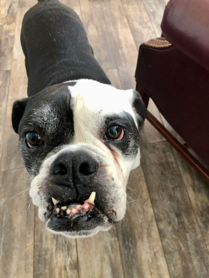 Xót xa hình ảnh những con vật tật nguyền do bị ngược đãi - 9