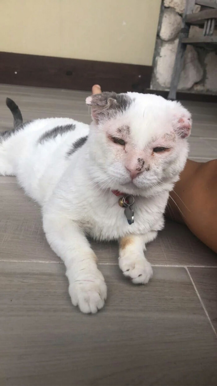 Xót xa hình ảnh những con vật tật nguyền do bị ngược đãi - 7