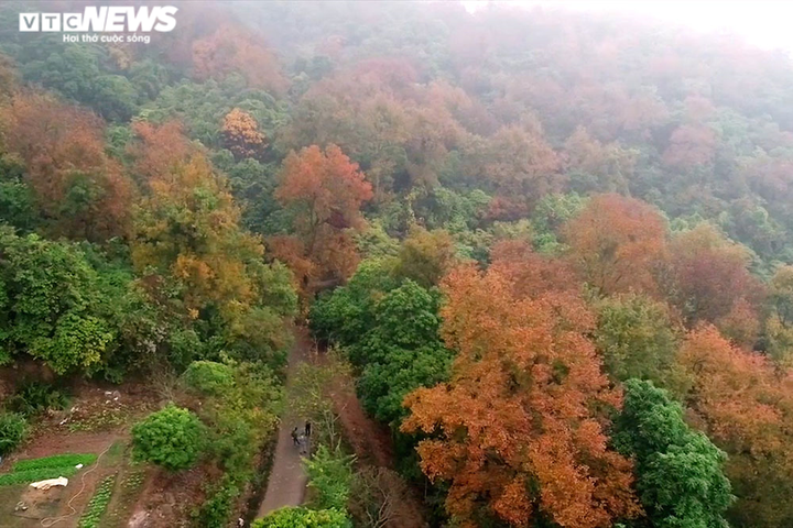Chùm ảnh: Đẹp nao lòng những tán phong thay màu mùa lá đổ ở Hải Dương - 1