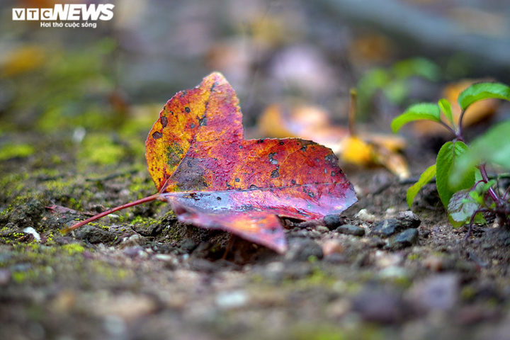 Chùm ảnh: Đẹp nao lòng những tán phong thay màu mùa lá đổ ở Hải Dương - 5
