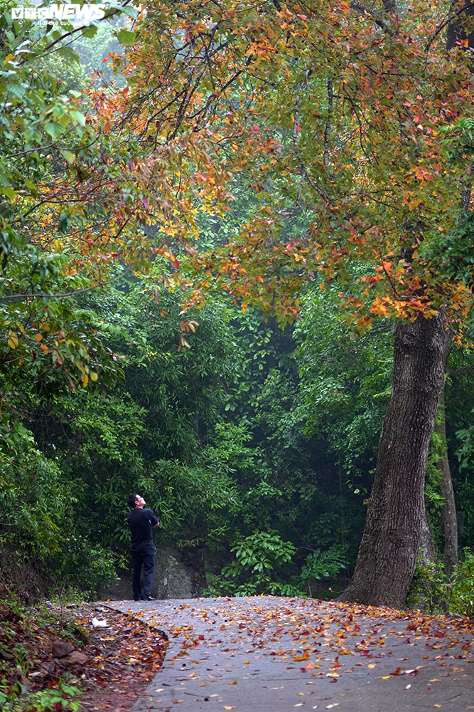 Chùm ảnh: Đẹp nao lòng những tán phong thay màu mùa lá đổ ở Hải Dương - 6