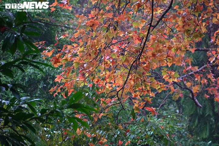 Chùm ảnh: Đẹp nao lòng những tán phong thay màu mùa lá đổ ở Hải Dương - 8