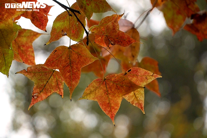 Chùm ảnh: Đẹp nao lòng những tán phong thay màu mùa lá đổ ở Hải Dương - 9