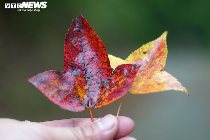 Chùm ảnh: Đẹp nao lòng những tán phong thay màu mùa lá đổ ở Hải Dương - 10
