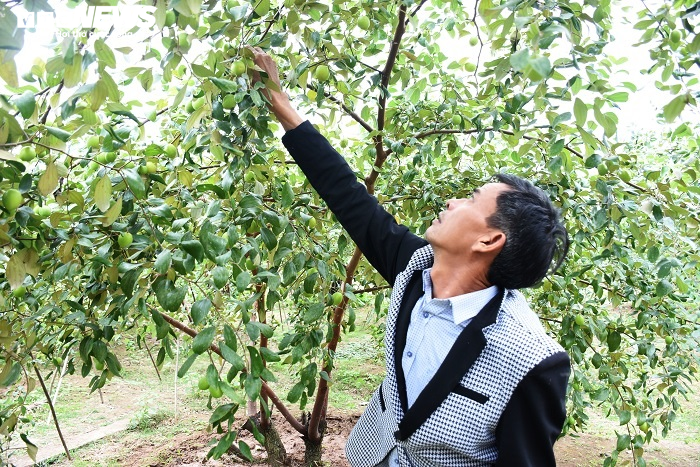 Đặc sản táo muối Hải Phòng 'cháy hàng', dân thu cả trăm triệu - 9