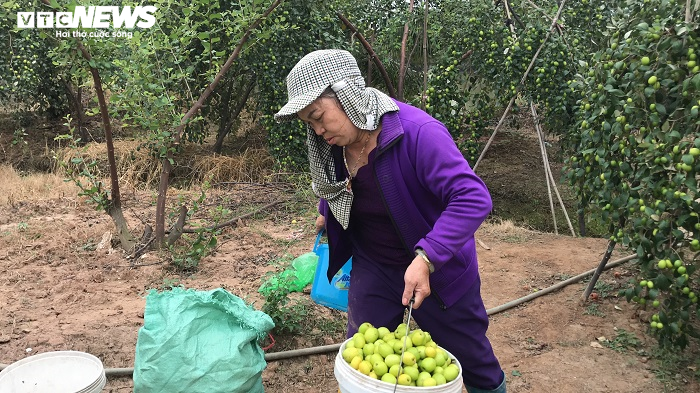 Đặc sản táo muối Hải Phòng 'cháy hàng', dân thu cả trăm triệu - 3