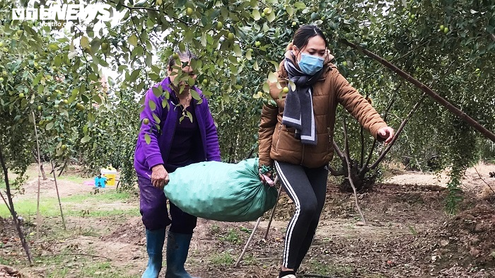 Đặc sản táo muối Hải Phòng 'cháy hàng', dân thu cả trăm triệu - 7