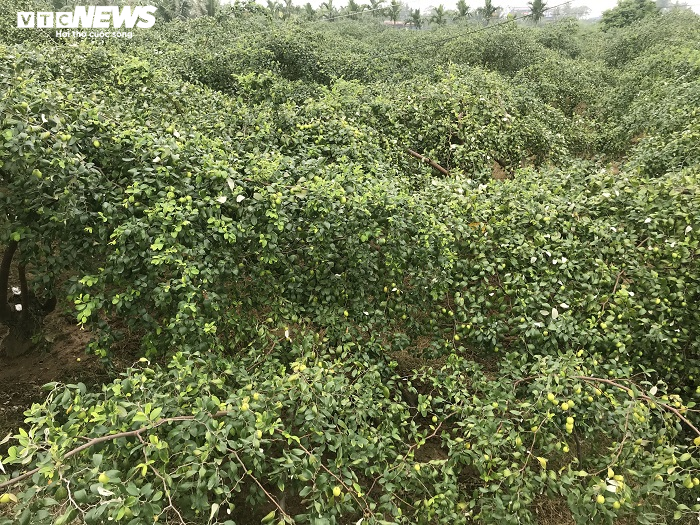 Đặc sản táo muối Hải Phòng 'cháy hàng', dân thu cả trăm triệu - 1