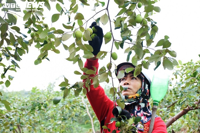 Đặc sản táo muối Hải Phòng 'cháy hàng', dân thu cả trăm triệu - 8