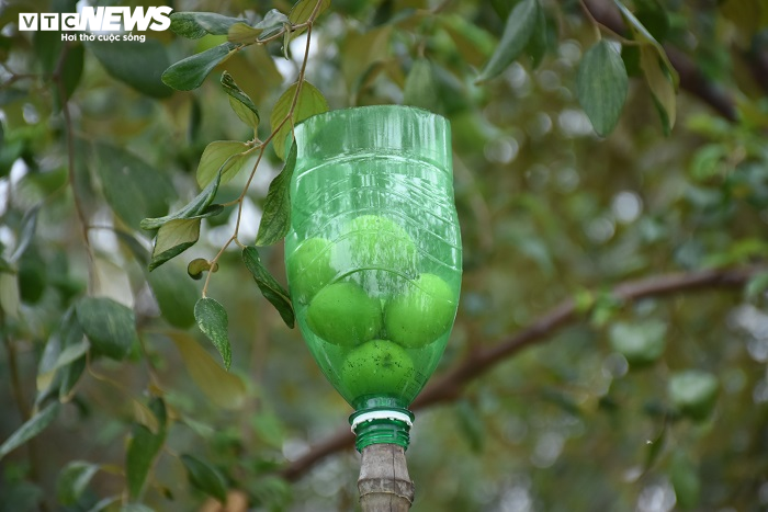 Đặc sản táo muối Hải Phòng 'cháy hàng', dân thu cả trăm triệu - 11