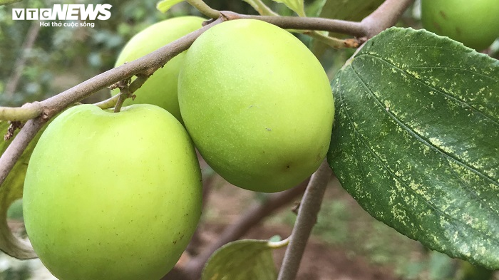 Đặc sản táo muối Hải Phòng 'cháy hàng', dân thu cả trăm triệu - 5