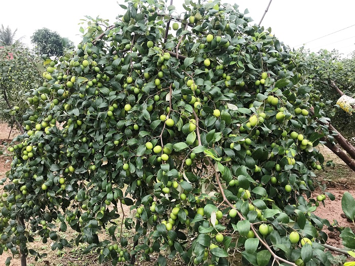 Đặc sản táo muối Hải Phòng 'cháy hàng', dân thu cả trăm triệu - 2