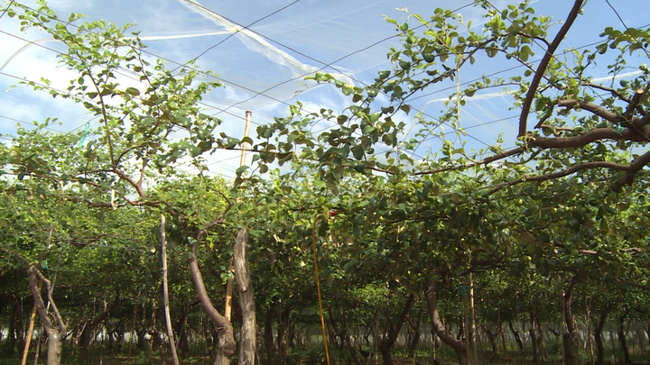 Ninh Thuận phát huy các lợi thế để phát triển kinh tế - 2