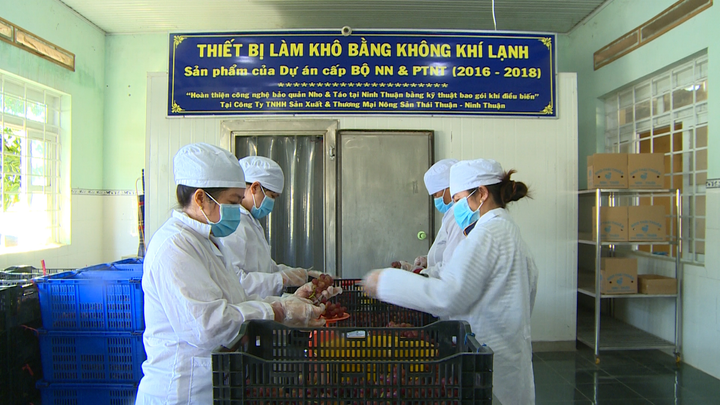 Chương trình OCOP: Điểm sáng của ngành nông nghiệp Ninh Thuận - 2