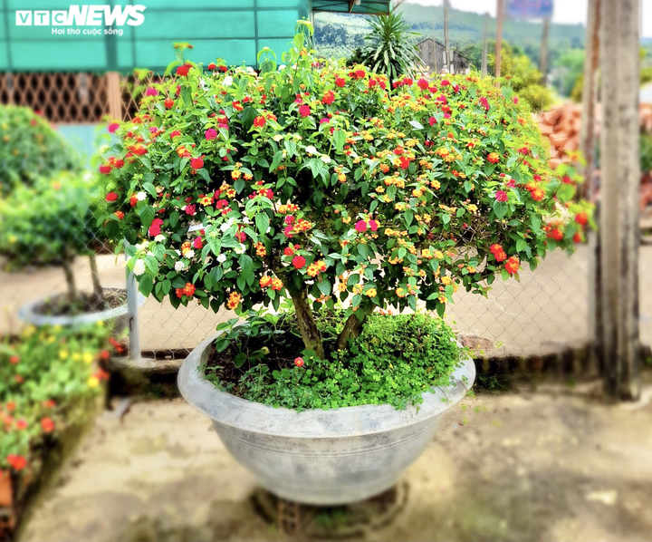 Kiếm bộn tiền nhờ biến hoa dại ven đường thành cây cảnh Tết - 3