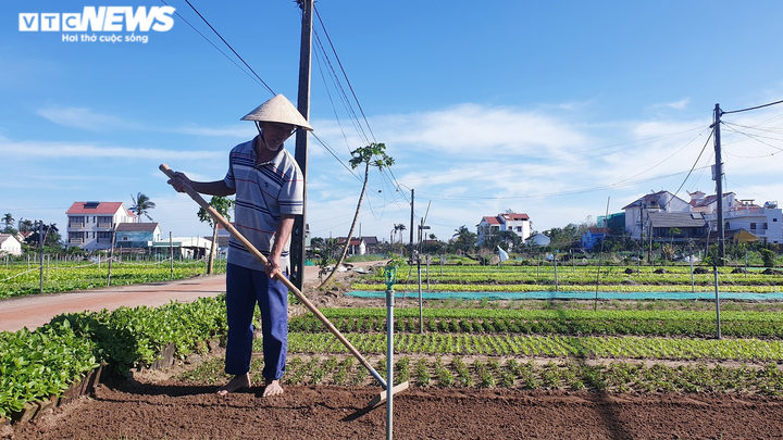 Làng rau sạch nức tiếng miền Trung hối hả vào vụ Tết - 1