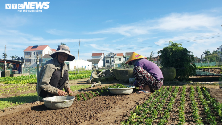 Làng rau sạch nức tiếng miền Trung hối hả vào vụ Tết - 2